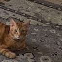 Orlando’s cat
