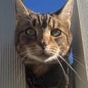 A cat standing in for Pip